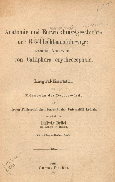 Anatomie und entwicklungsgeschichte der geschlechtsausführwege sammt annexen von Calliphora erythrocephala.1897
