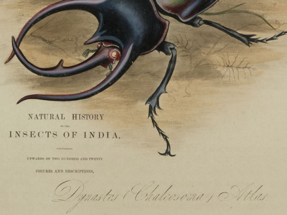 Natural history of the insects of India. 1842