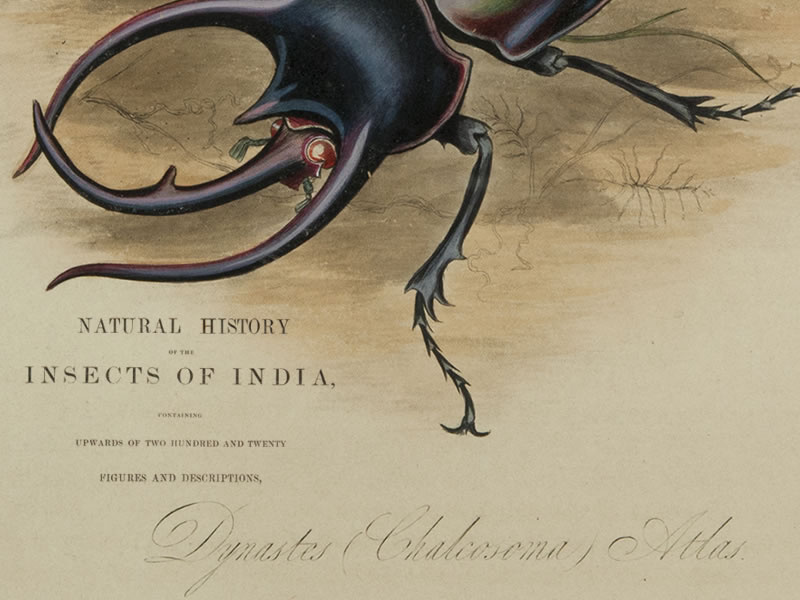 Natural history of the insects of India. 1842